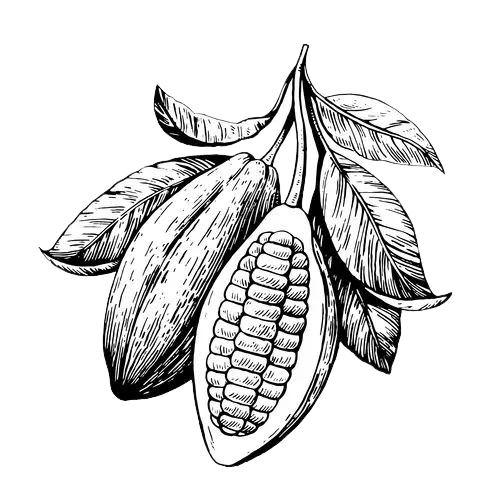 Cacao Plant Graphic